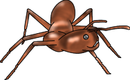 Ant